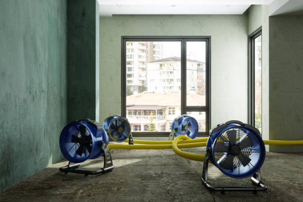 Best Mold removal after water damage  in Village Of The Branch, NY